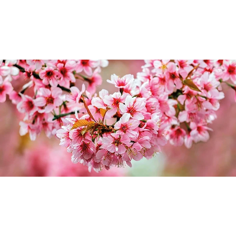 Okka Декор стеклянный Sakura (UG2L072D) 29,7x60